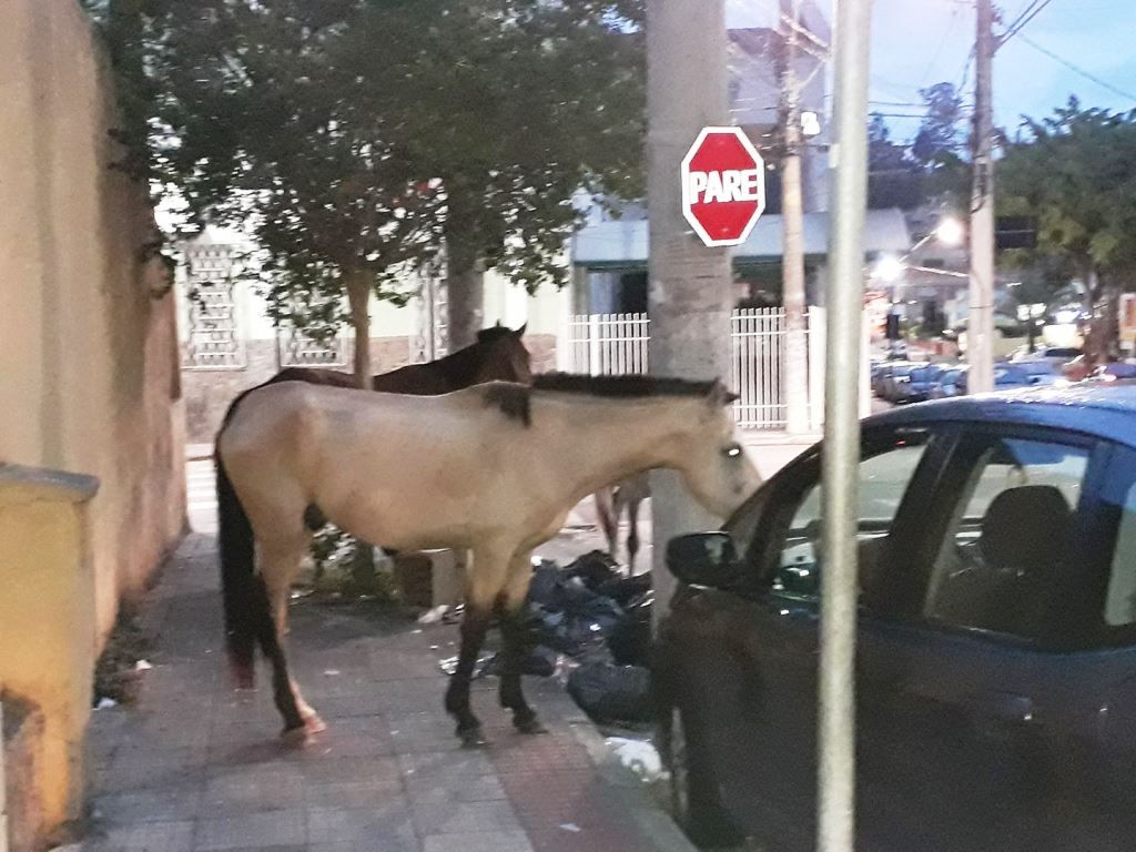 De cavalos comendo lixo na rua a esgoto estourado: moradores de Olinda  convivem com descaso
