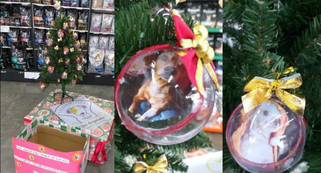 Árvore de Natal com fotos de cães no lugar das bolinhas pede ajuda para  doação de ração em São Roque