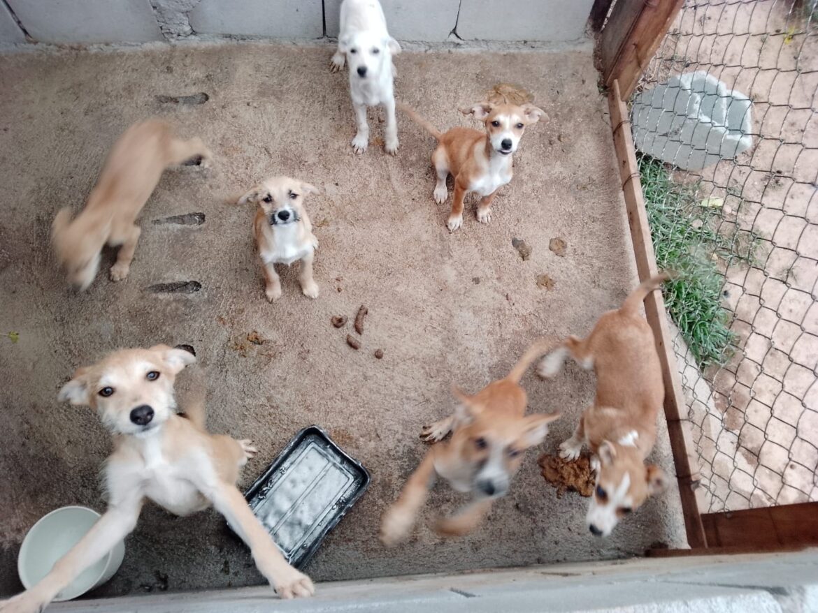 Cinco cães encontrados na rua estão disponíveis para adoção responsável em São Roque Cinco cães encontrados na rua estão disponíveis para adoção responsável em São Roque