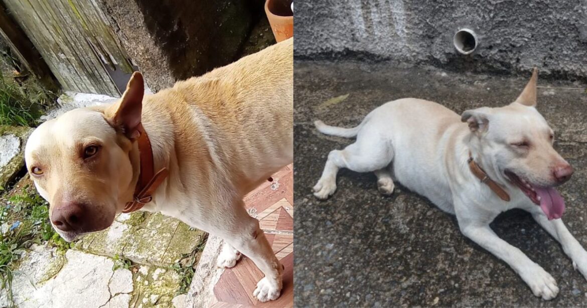 Cachorro é encontrado em São Roque e morador pede ajuda para localizar dono