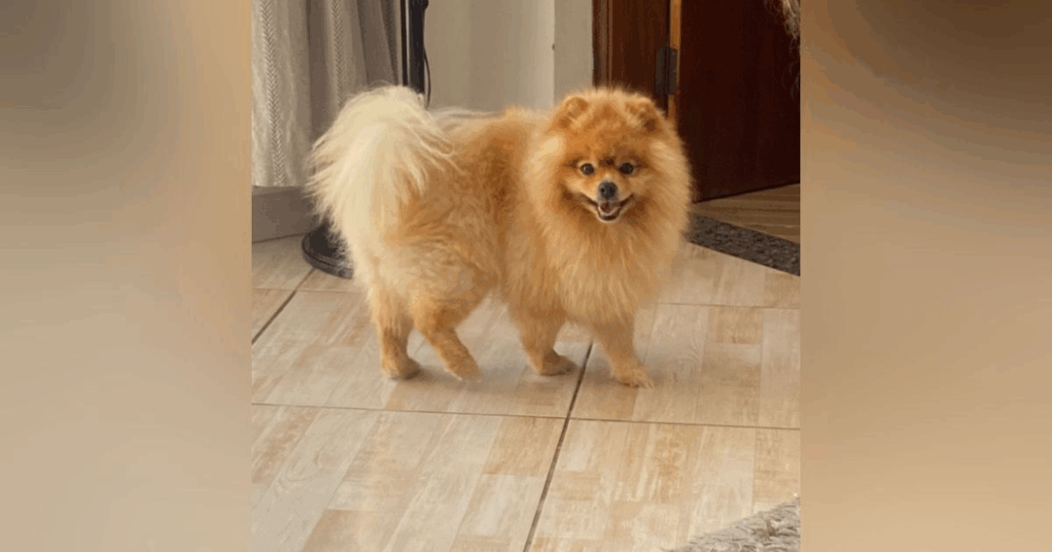 Família pede ajuda para procurar cachorro desaparecido em Mairinque, neste domingo (20) Família pede ajuda para procurar cachorro desaparecido em Mairinque, neste domingo (20)