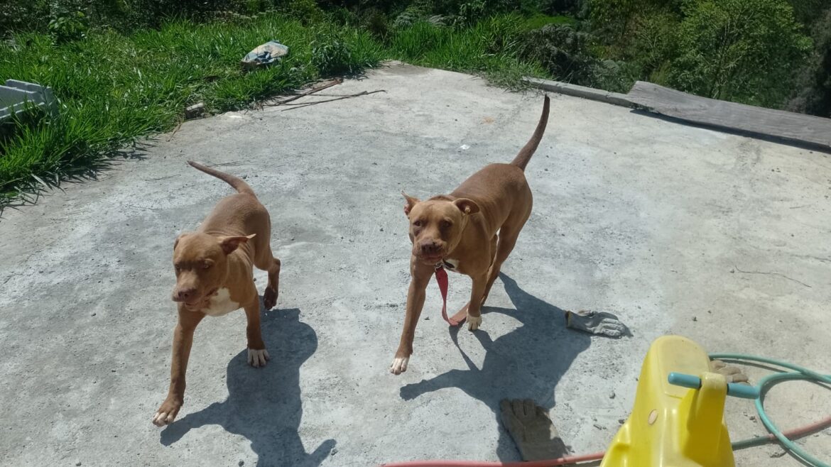 Moradores de São Roque pedem ajuda para lidar com pitbulls abandonados no bairro São João Novo