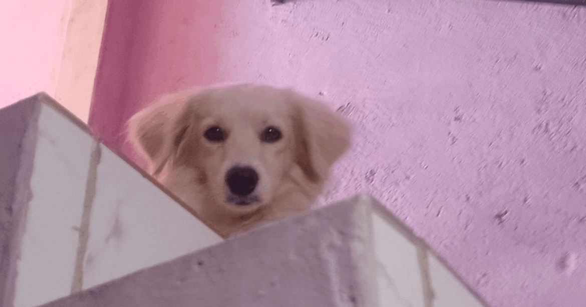 Procura-se cachorro desaparecido no Jardim Villaça, em São Roque