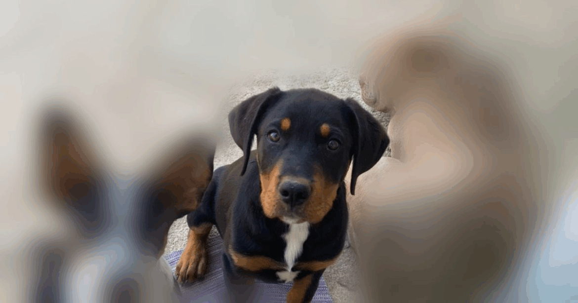 Moradora de São Roque pede ajuda para encontrar cachorro desaparecido Moradora de São Roque pede ajuda para encontrar cachorro desaparecido