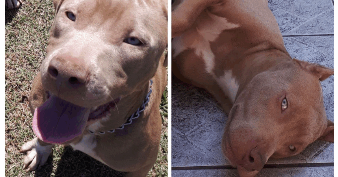 Procura-se cachorro desaparecido em Mailasqui, São Roque Procura-se cachorro desaparecido em Mailasqui, São Roque