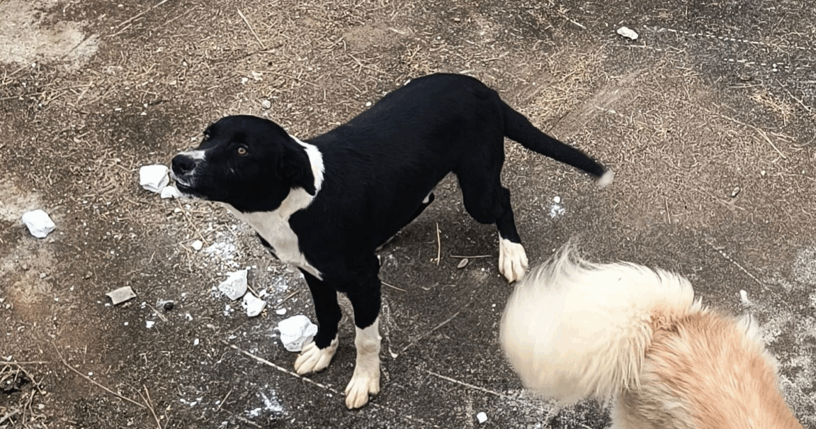 Procura-se cachorro que fugiu nesta segunda (09), em São Roque Procura-se cachorro que fugiu nesta segunda (09), em São Roque