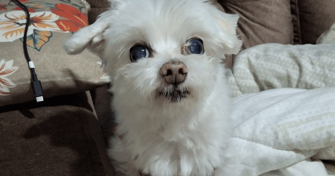 Procura-se cachorro desaparecido desde dezembro, no Ibaté em São Roque Procura-se cachorro desaparecido desde dezembro, no Ibaté em São Roque