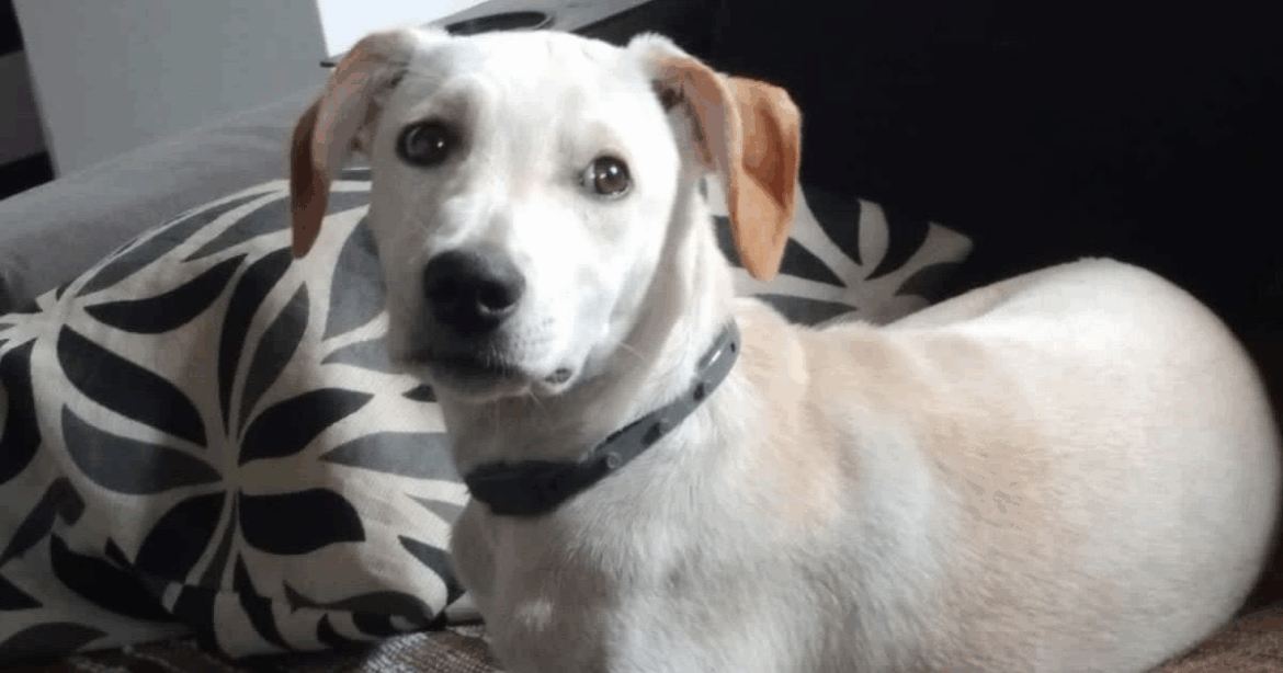 Procura-se cachorro desaparecido em São Roque Procura-se cachorro desaparecido em São Roque