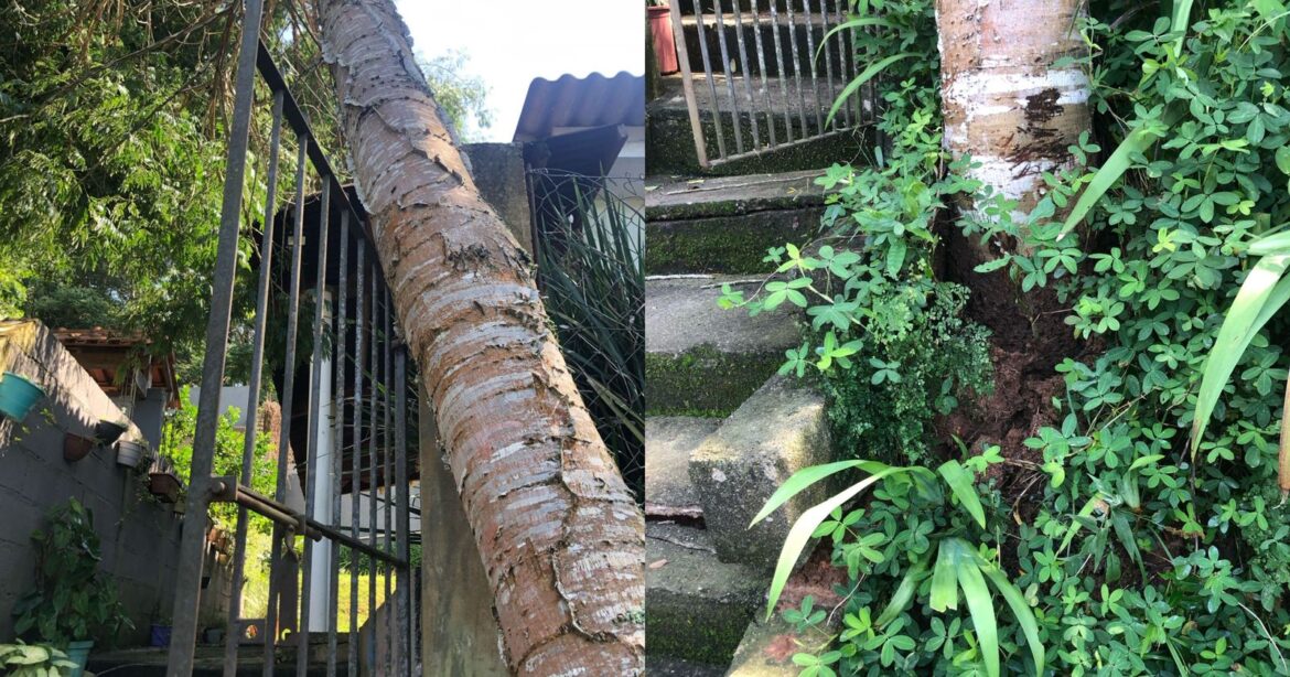 São Roque Notícias