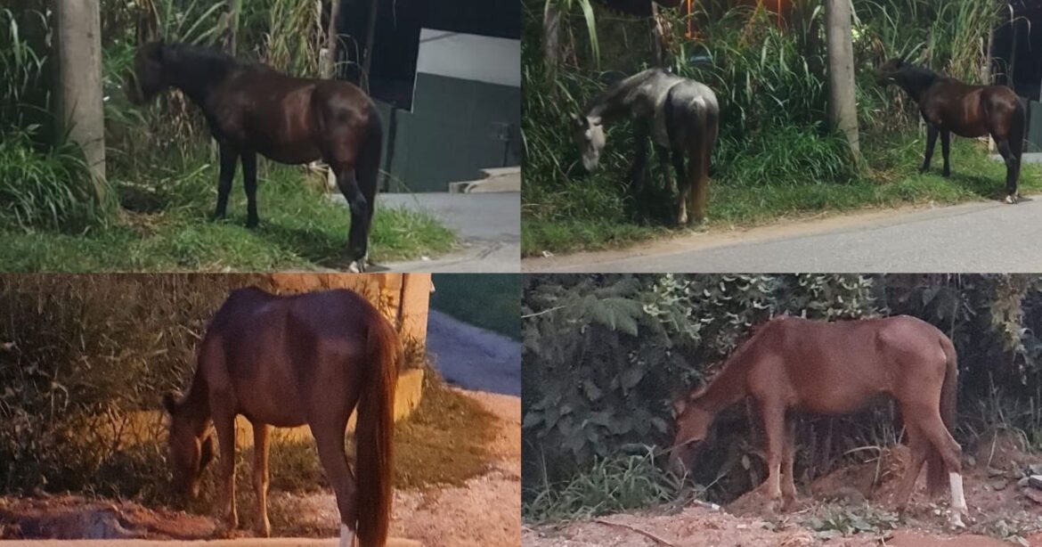 São Roque Notícias
