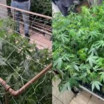 Polícia Militar apreende 480 pés de maconha em uma casa na Vila Jardini em Sorocaba