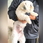 Cachorro de raça Shih Tzu é encontrado perdido e bem cuidado em Mairinque